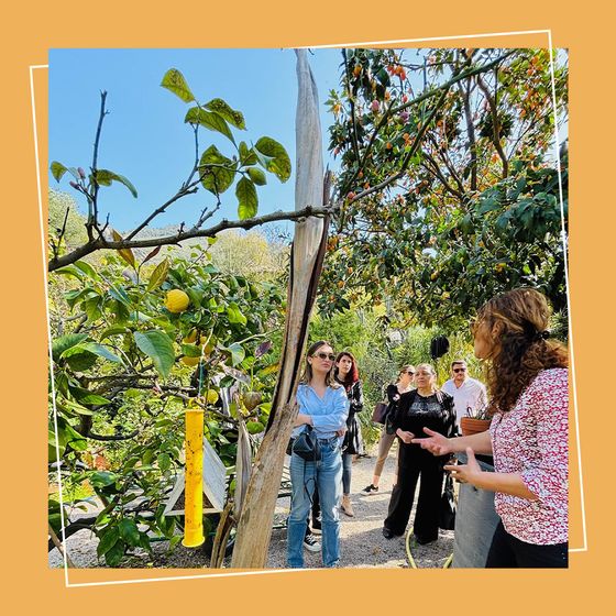 Carrousel Instagram Pitch Immo — présentation des arbres fruitiers